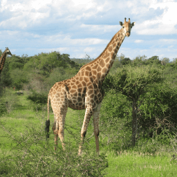 Diffuse文本文件比较和合并工具